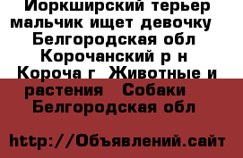 Йоркширский терьер мальчик ищет девочку. - Белгородская обл., Корочанский р-н, Короча г. Животные и растения » Собаки   . Белгородская обл.